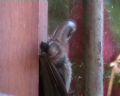 Plecotus sp.